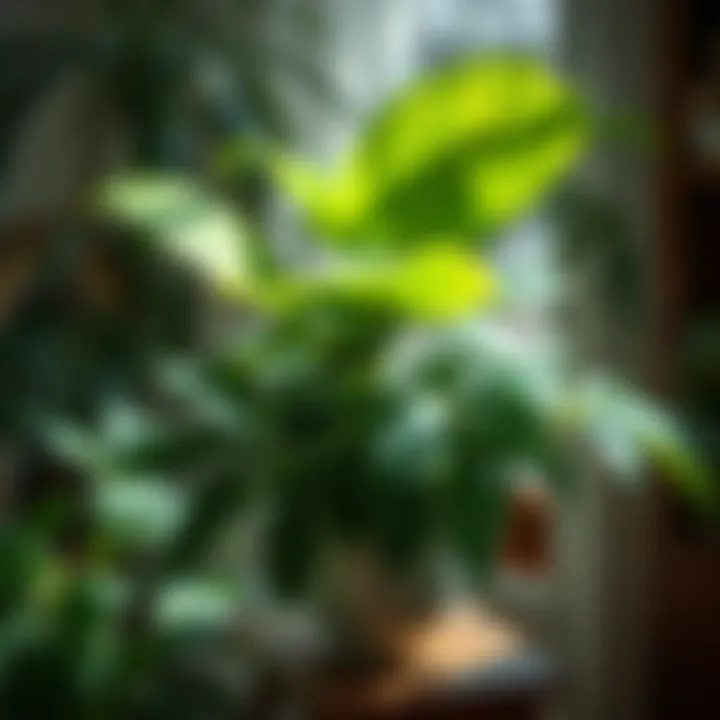 Magnificent Leafy Indoor Plants for Low Light: An Exploration