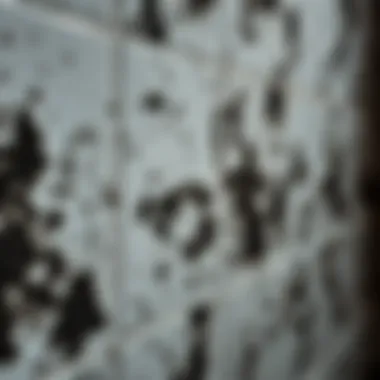 Close-up view of black mold on bathroom tiles