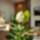 A lush peace lily thriving in a stylish living room, showcasing its beautiful white blooms.