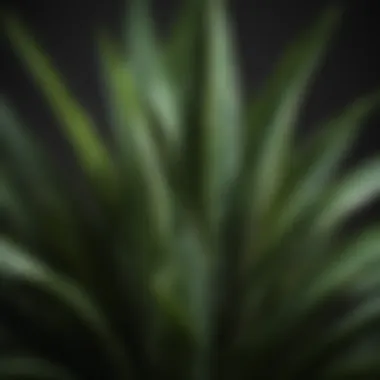 Close-up of a snake plant with its striking vertical leaves, perfect for dim spaces.