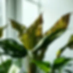 Leafy Indoor Plants for Low Light: An Exploration Introduction