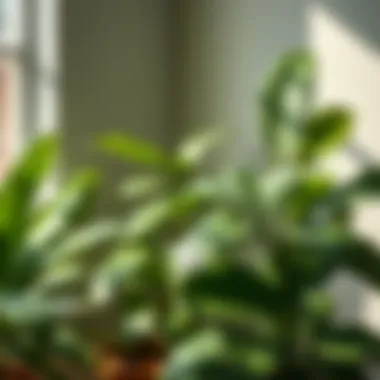 Leafy Indoor Plants for Low Light: An Exploration Summary